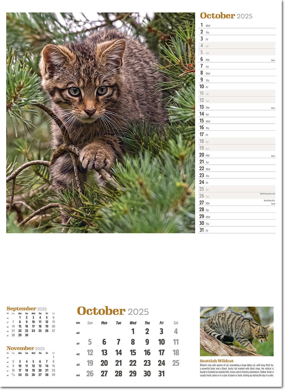 Wildlife in Britain Wall Calendar