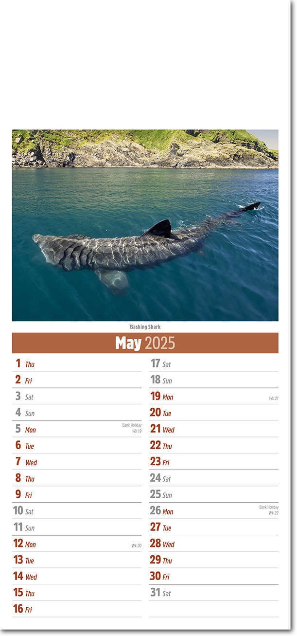 Slimline British Wildlife Compact Calendar